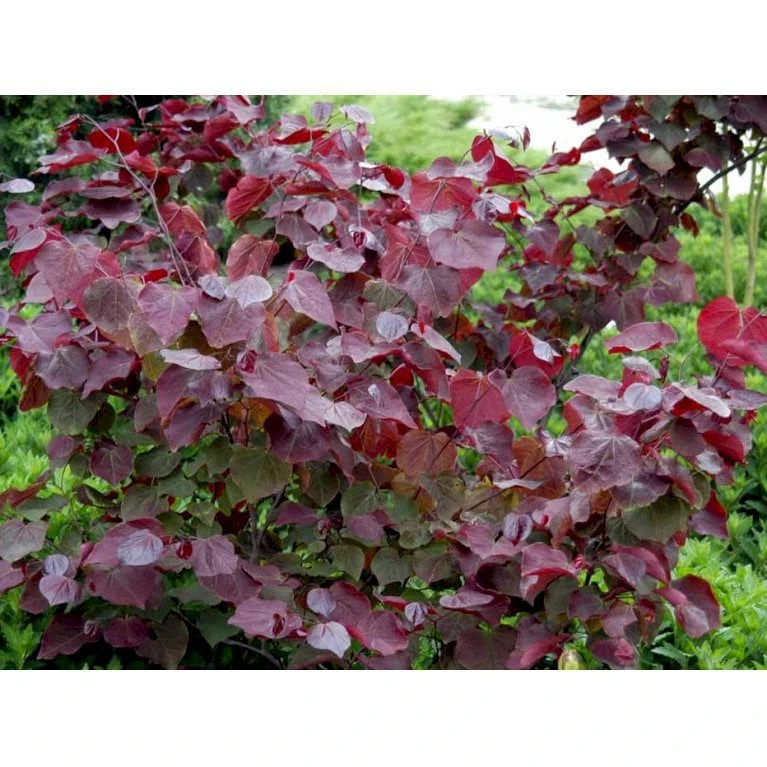 Judastræ 'Forest Pansy' Cercis Canadensis 'Forest Pansy' Potte 10 Liter 150-175 Cm. - Billede 6