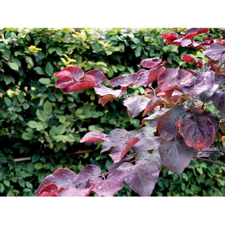 Judastræ 'Forest Pansy' Cercis Canadensis 'Forest Pansy' Potte 10 Liter 150-175 Cm. - Billede 7