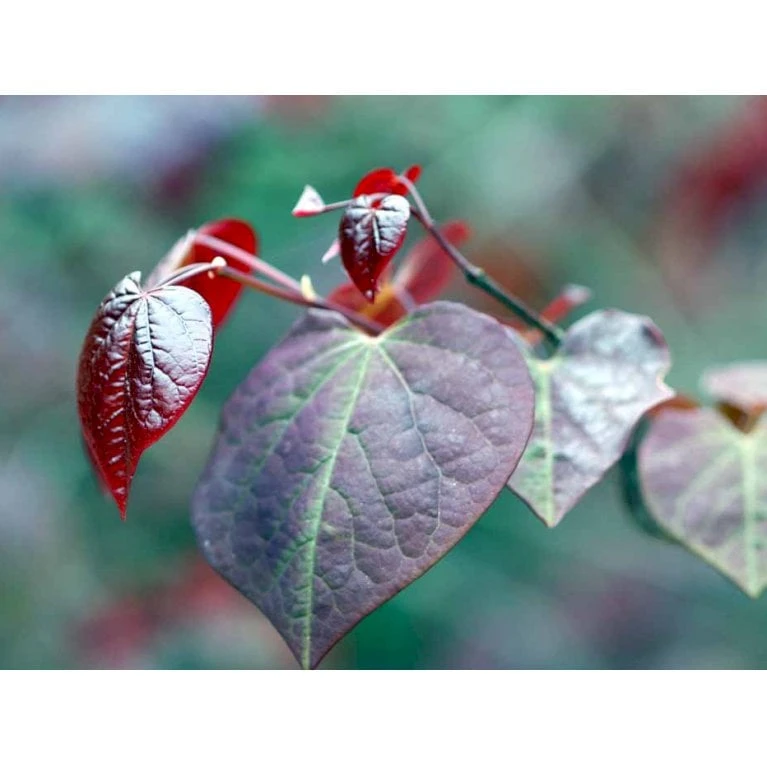Judastræ 'Forest Pansy' Cercis Canadensis 'Forest Pansy' Potte 10 Liter 150-175 Cm. - Billede 4