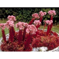 Almindelig Husløg Sempervivum Tectorum 10 Cm. Potte