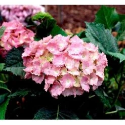 Hortensia 'Dorthea' Hydrangea Macrophylla 'Dorthea' 3,5 Liter Potte