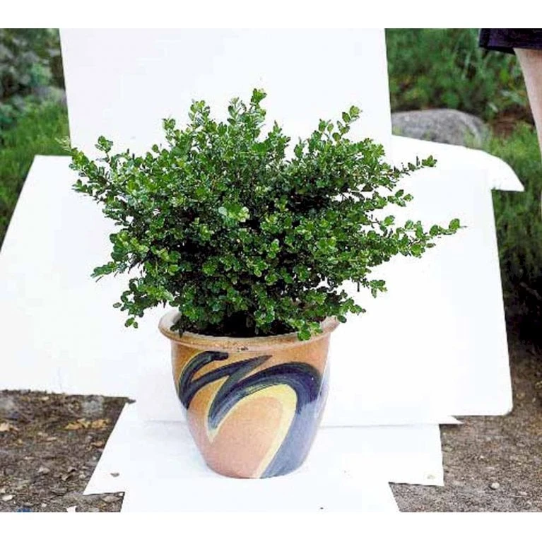 Buksbom 'Faulkner' Buxus Sempervirens 'Faulkner' Potte 3,5 Liter 20-30 Cm. - Billede 3
