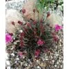 Engelsk Græs 'Vesuv' Armeria Maritima 'Vesuv' 10 Cm. Potte