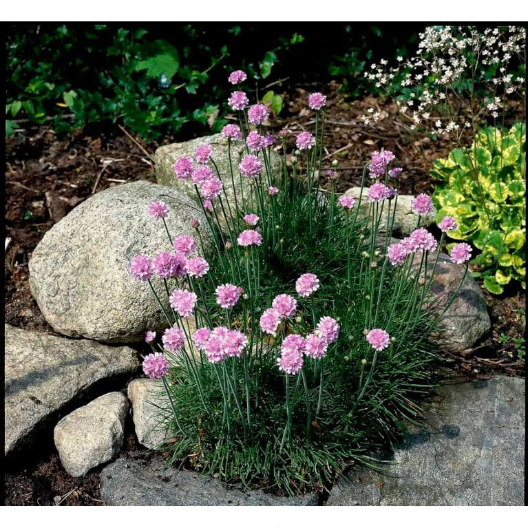 Engelsk Græs 'Rosea Compacta' Armeria Maritima 'Rosea Compacta' 10 Cm. Potte - Billede 3