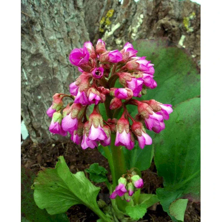 Kæmpestenbræk 'Vinterglöd' Bergenia Hybrid 'Vinterglöd' 1 Liter Potte