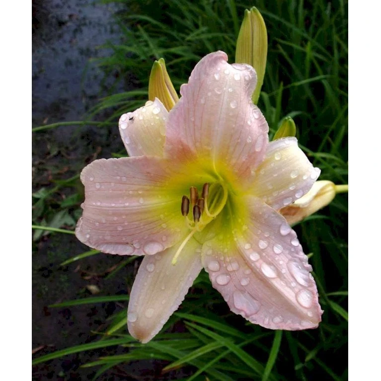 Daglilje 'Catherine Woodbury' Hemerocallis Hybrid 'Catherine Woodbury' Potte 2 Liter. - Billede 4