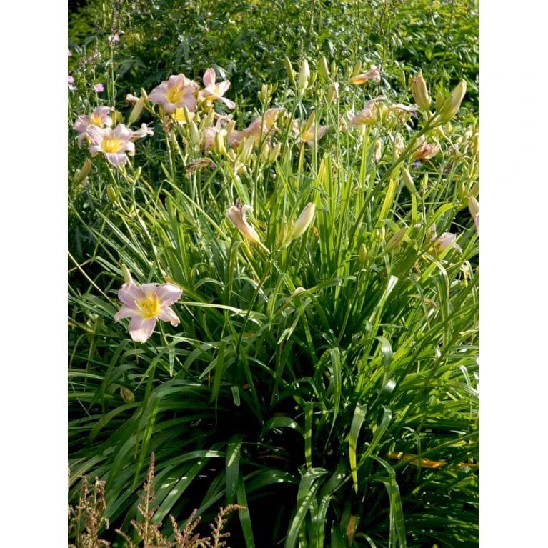 Daglilje 'Catherine Woodbury' Hemerocallis Hybrid 'Catherine Woodbury' Potte 2 Liter. - Billede 5