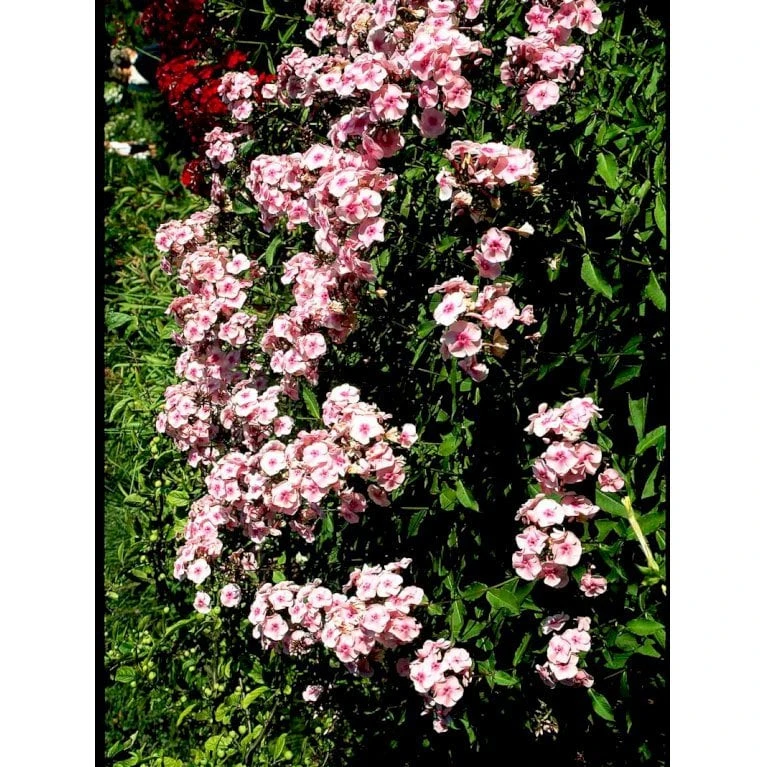 Høstfloks 'Bright Eyes' Phlox Paniculata 'Bright Eyes' 3,5 Liter Potte - Billede 4