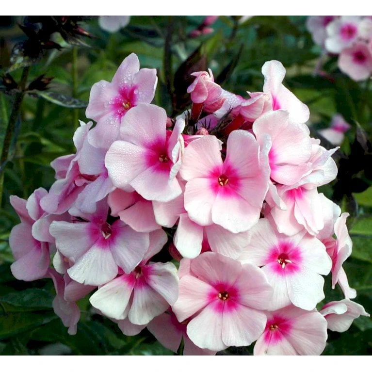 Høstfloks 'Bright Eyes' Phlox Paniculata 'Bright Eyes' 3,5 Liter Potte - Billede 3