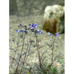 Jacobstige 'Purple Rain' Polemonium Yezoense 'Purple Rain' 1 Liter Potte