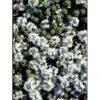 Smalbladet Timian 'Albiflorus' Thymus Praecox 'Albiflorus' 10 Cm. Potte