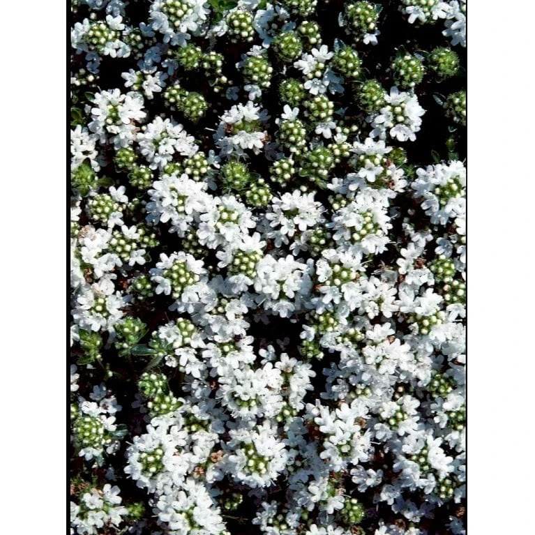 Smalbladet Timian 'Albiflorus' Thymus Praecox 'Albiflorus' 10 Cm. Potte