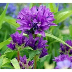 Nøgleklokke 'Superba' Campanula Glomerata 'Superba' 1 Liter Potte