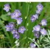 Smalbladet Klokke Campanula Persicifolia 1 Liter Potte