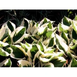 Funkia 'Patriot' Hosta Hybrid 'Patriot' 2 Liter Potte