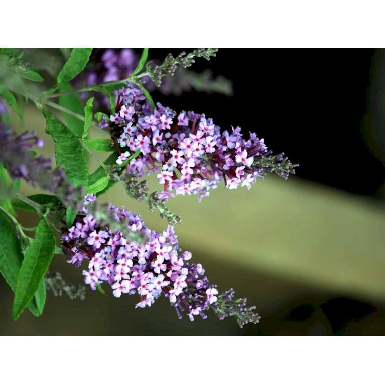Sommerfuglebusk Buzz 'Violet' Buddleja Buzz 'Violet' 3,0 Liter Potte - Billede 3
