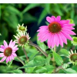 Purpursolhat Echinacea Pur .'Wild Berry'® 1 Liter Potte