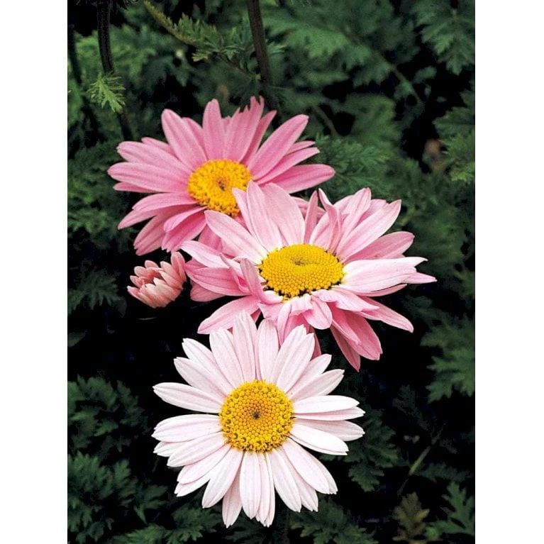 Rosenkrave 'Robinson's Rosa' Tanacetum Coccineum 'Robinson's Rosa' 1 Liter Potte - Billede 3