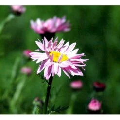 Rosenkrave 'Robinson's Rosa' Tanacetum Coccineum 'Robinson's Rosa' 1 Liter Potte