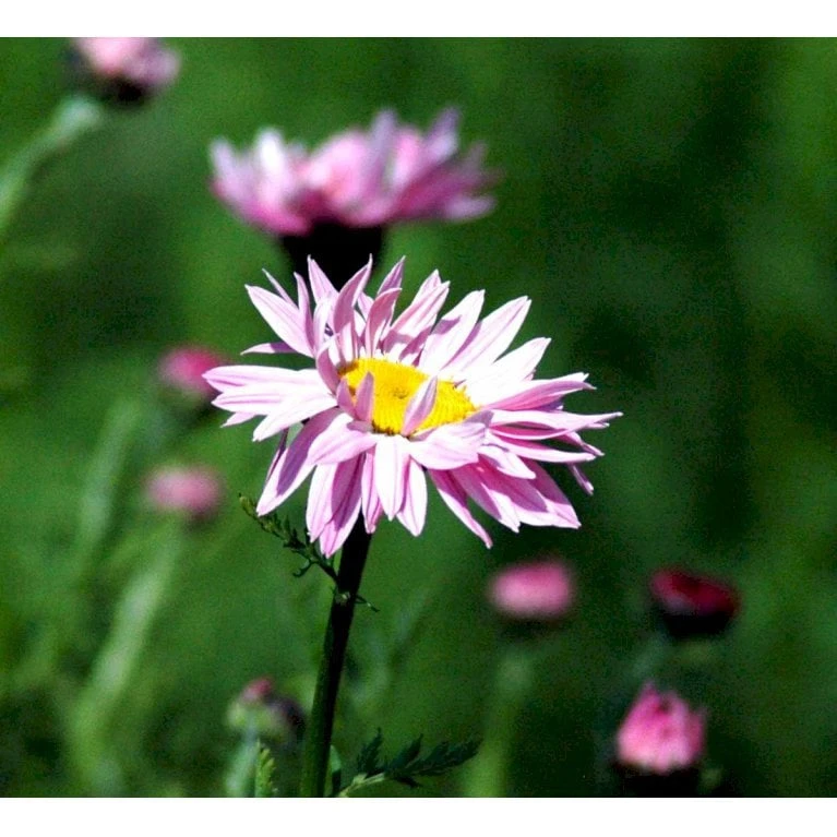 Rosenkrave 'Robinson's Rosa' Tanacetum Coccineum 'Robinson's Rosa' 1 Liter Potte