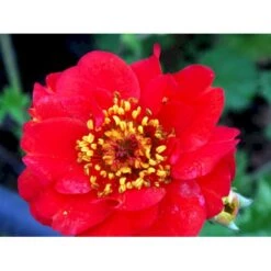 Nellikerod Geum Chiloense 'Mrs. Bradshaw' 1 Liter Potte