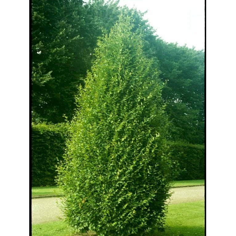 Pyramideavnbøg 'Fastigiata' Carpinus Betulus 'Fastigiata' Heister 200-250 Cm. Med Klump