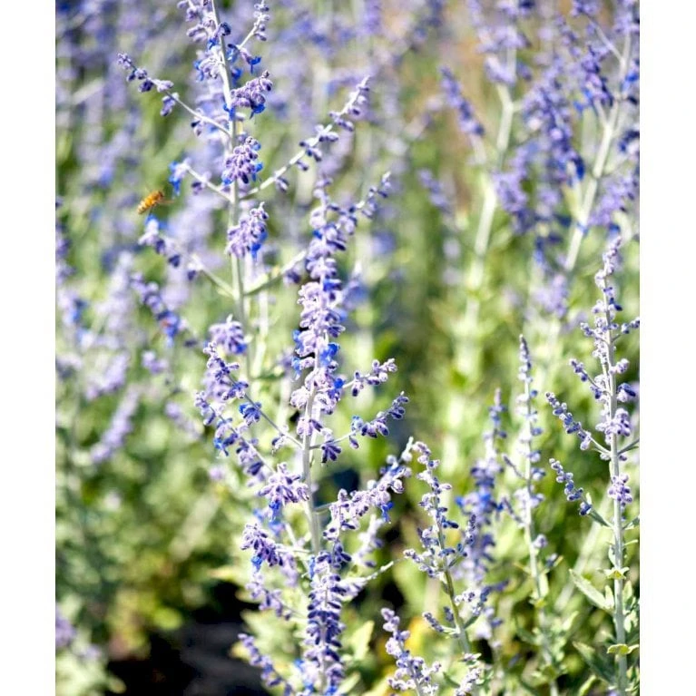 Russisk Salvie 'Little Spire' Perovskia Atriplicifolia 'Little Spire' 1 Liter Potte