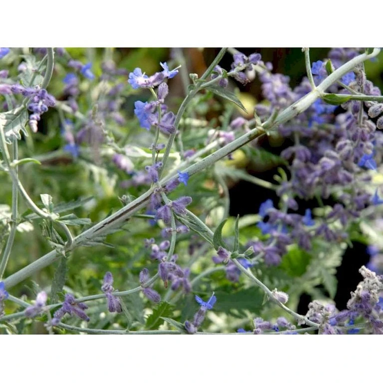 Russisk Salvie 'Little Spire' Perovskia Atriplicifolia 'Little Spire' 1 Liter Potte - Billede 3