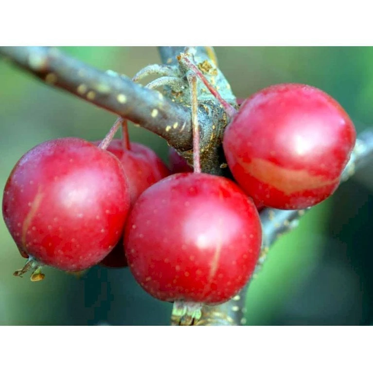 Paradisæble 'Gorgeous' Malus Hybrid 'Gorgeous' Heister 175-200 Cm. Med Potte - Billede 7
