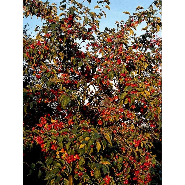 Paradisæble 'Gorgeous' Malus Hybrid 'Gorgeous' Heister 175-200 Cm. Med Potte - Billede 8