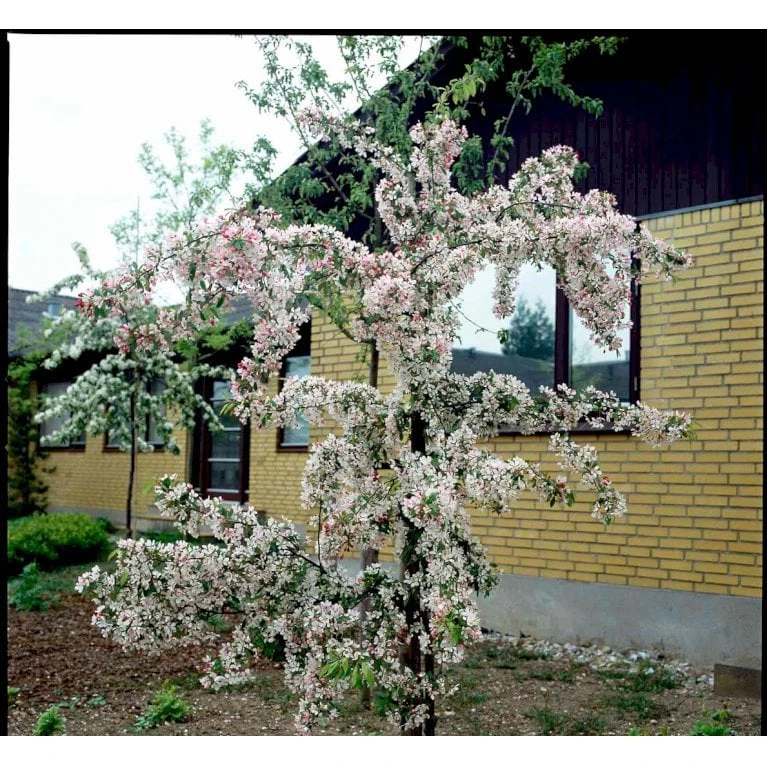 Paradisæble 'Gorgeous' Malus Hybrid 'Gorgeous' Heister 175-200 Cm. Med Potte - Billede 5