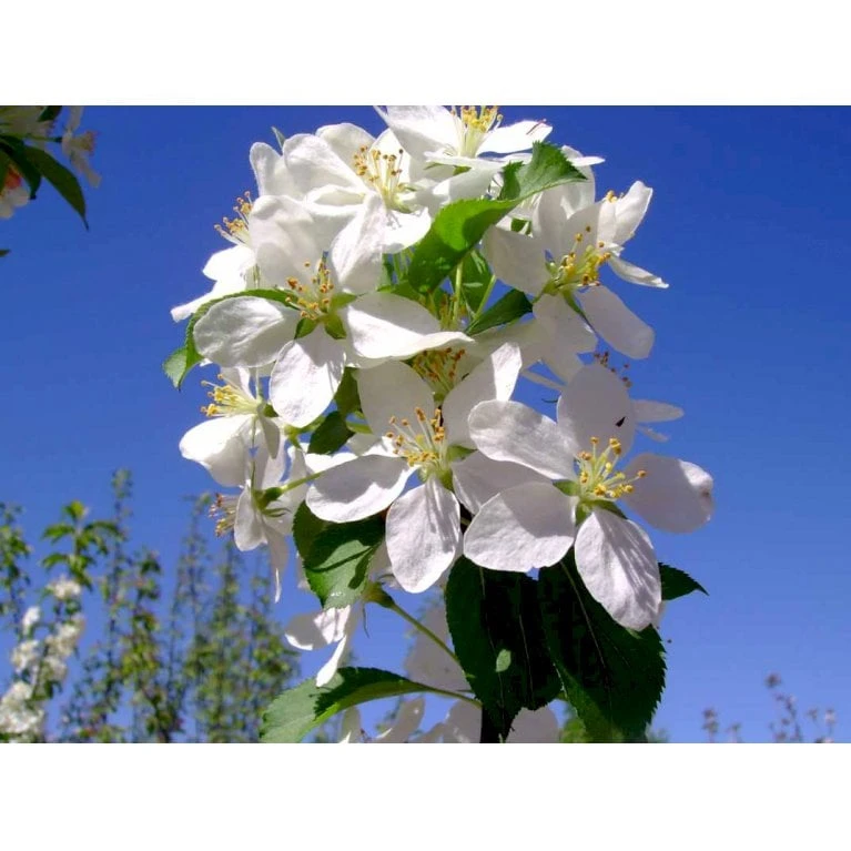 Paradisæble 'Gorgeous' Malus Hybrid 'Gorgeous' Heister 175-200 Cm. Med Potte - Billede 9