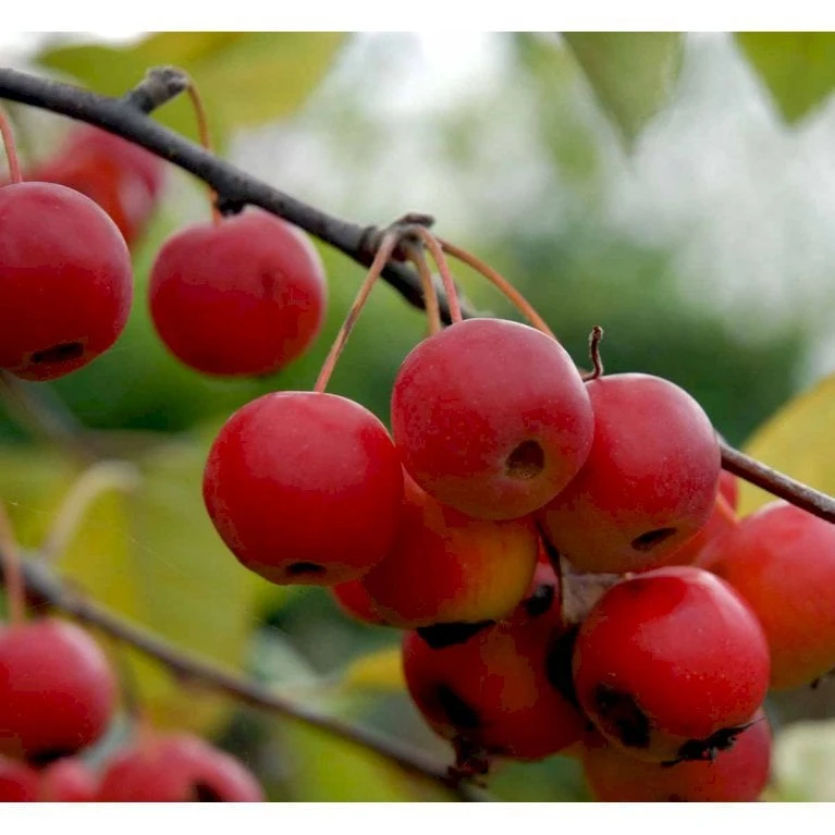 Paradisæble 'Gorgeous' Malus Hybrid 'Gorgeous' Heister 175-200 Cm. Med Potte - Billede 3