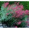 Sporebaldrian 'Coccineus' Centranthus Ruber 'Coccineus' 1 Liter Potte
