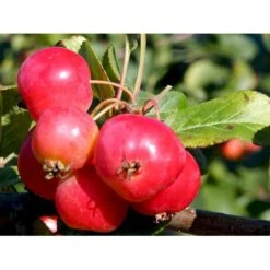 Paradisæble 'Red Sentinel' Malus Ssp. 'Red Sentinel' Heister 175-200 Cm. Med Potte