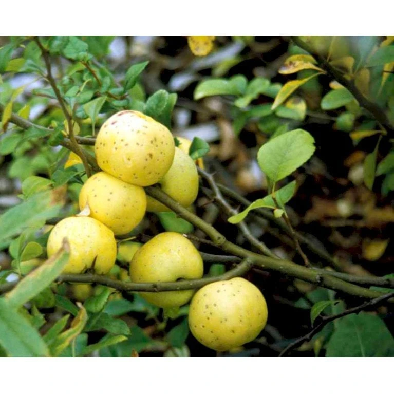 Japansk Kvæde Chaenomeles Japonica Solitær Busk 100-150 Cm. Med Klump - Billede 3