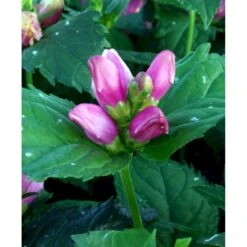 Duehoved Chelone Obliqua 1 Liter Potte