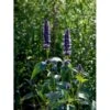 Anis Isop 'Black Adder' Agastache Hybrid 'Black Adder' 1 Liter Potte