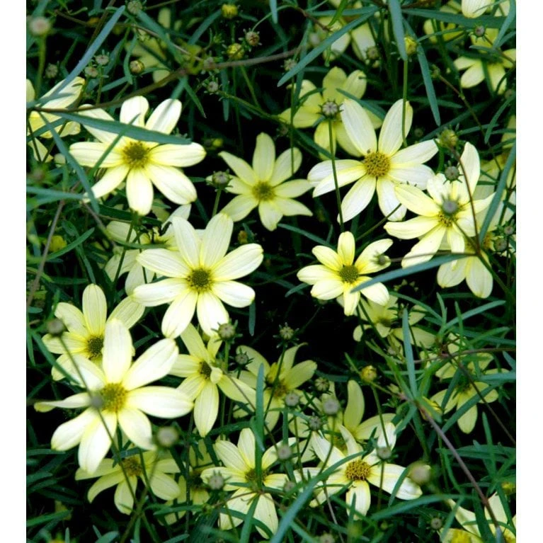 Skønhedsøje 'Moonbeam' Coreopsis Verticillata 'Moonbeam' 1 Liter Potte - Billede 3