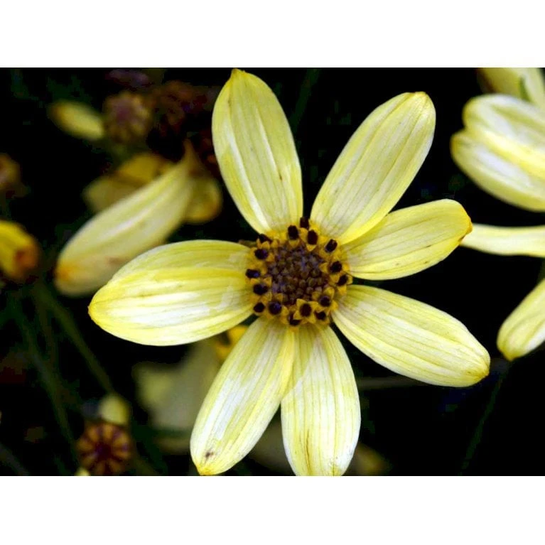 Skønhedsøje 'Moonbeam' Coreopsis Verticillata 'Moonbeam' 1 Liter Potte - Billede 4