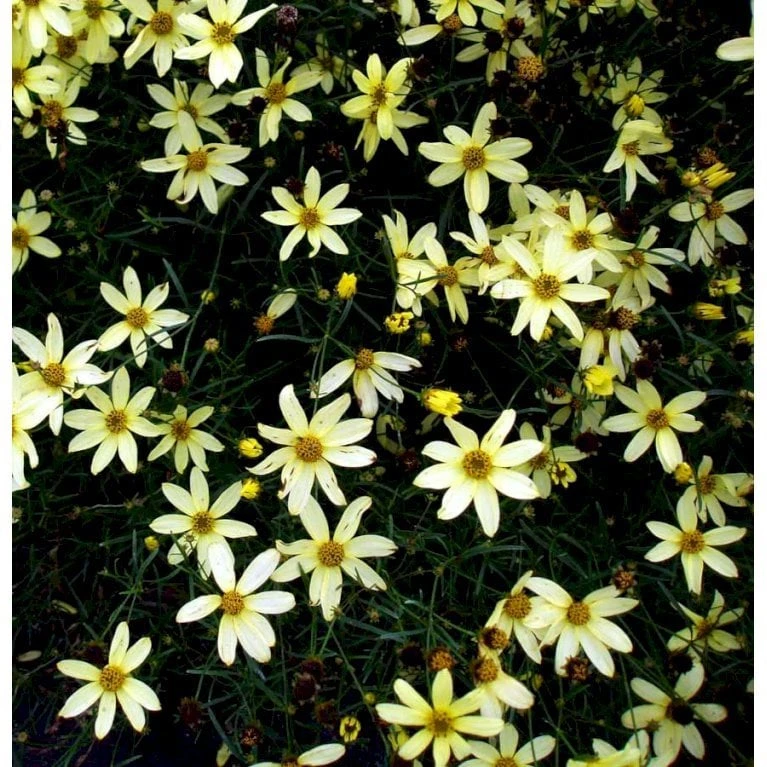 Skønhedsøje 'Moonbeam' Coreopsis Verticillata 'Moonbeam' 1 Liter Potte - Billede 6