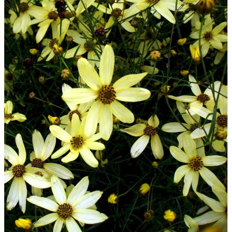 Skønhedsøje 'Moonbeam' Coreopsis Verticillata 'Moonbeam' 1 Liter Potte - Billede 5