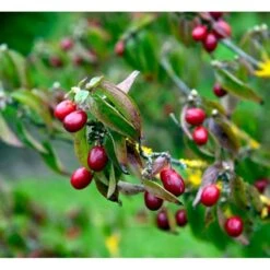 Kirsebærkornel Cornus Mas Solitær Busk 200-250 Cm. Høj,- 150-200 Cm. Bred.,- Med Trådklump