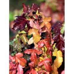 Osmo Ildløn Acer Ginnala Med Klump,- 125-150 Cm.