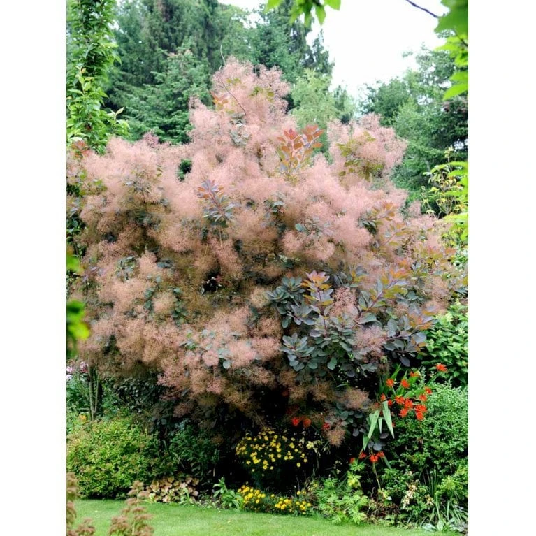 Parykbusk 'Grace' Cotinus Coggygria 'Grace' Opstammet 80 Cm. 7,5 Liter Potte - Billede 3