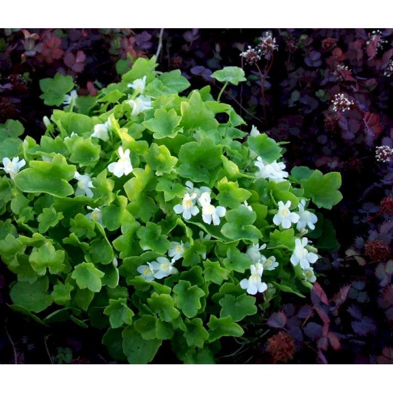Vedbend-Torskemund Cymbalaria Muralis 'Alba' 10 Cm. Potte - Billede 5
