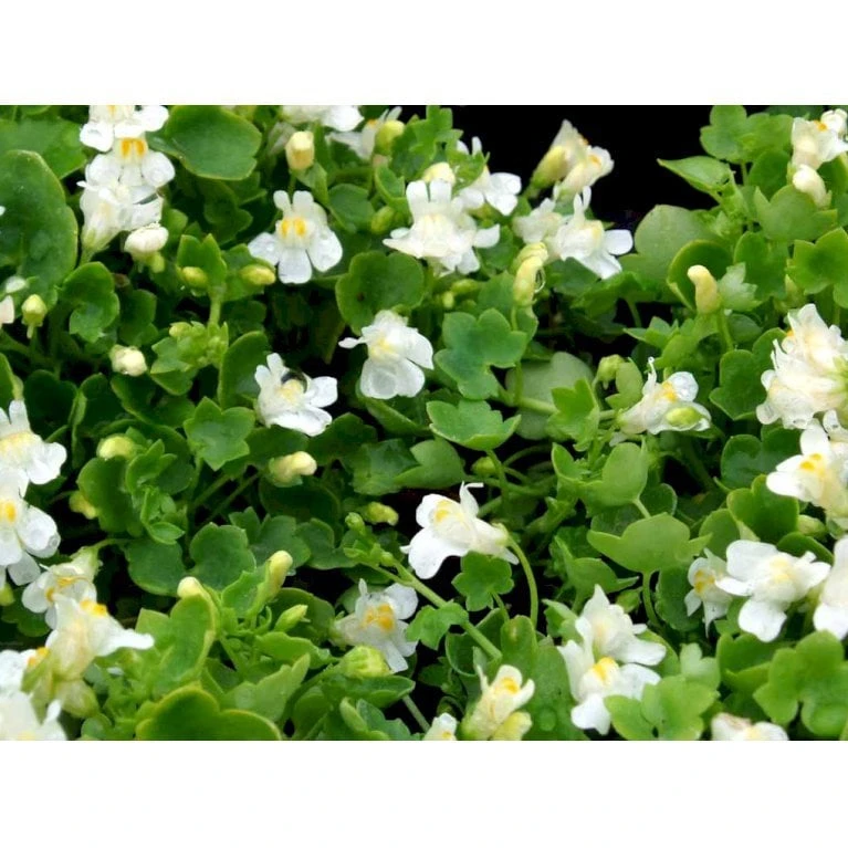 Vedbend-Torskemund Cymbalaria Muralis 'Alba' 10 Cm. Potte - Billede 4