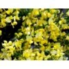 Vårgyvel Cytisus Praecox 'Allgold' Potte 2 Liter.