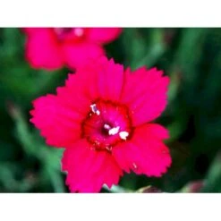 Bakkenellike Dianthus Deltoides 'Erectus' 10 Cm. Potte