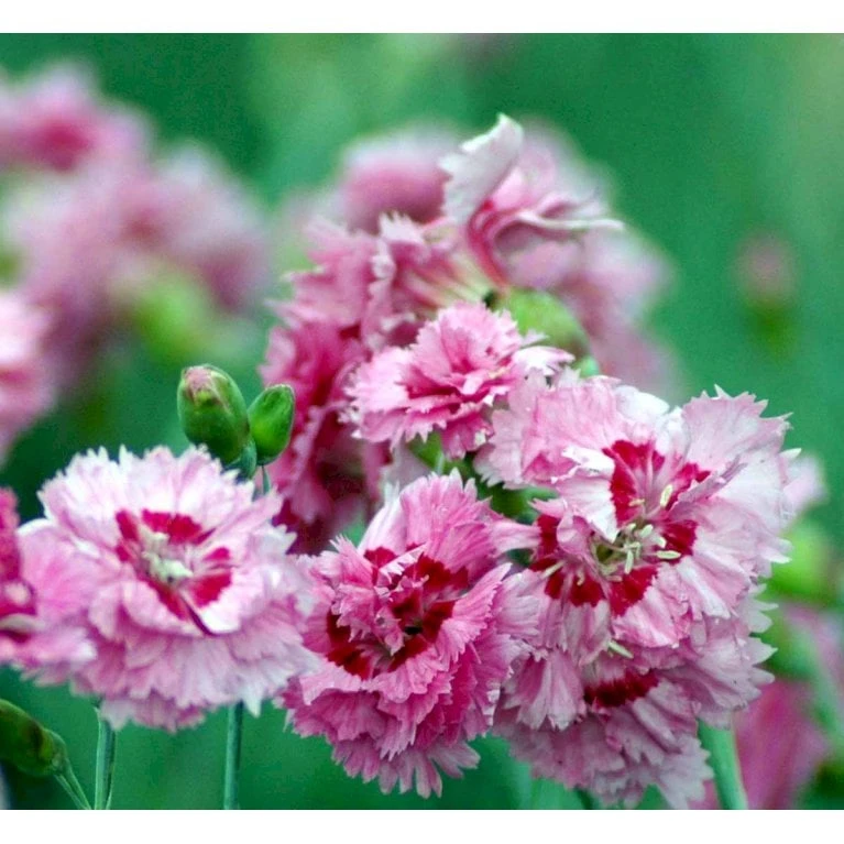 Fjernellike 'Maggie' Dianthus Plumarius 'Maggie' 10 Cm. Potte - Billede 4